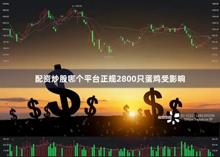 配资炒股哪个平台正规2800只蛋鸡受影响